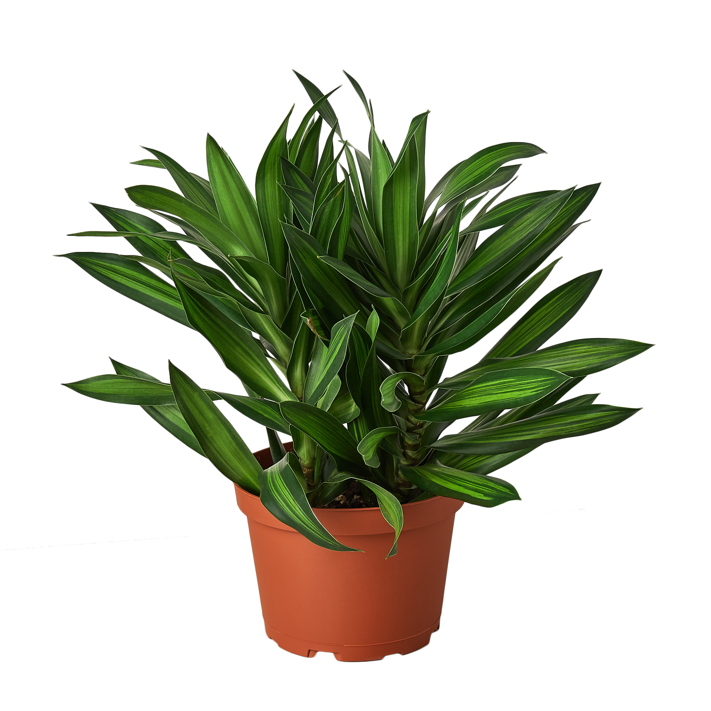 Dracaena Song of Jamaica Plant Live House Plant Tree