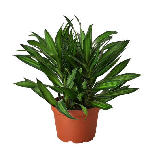 Dracaena Song of Jamaica Plant Live House Plant Tree