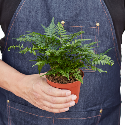 Korean Rock Fern