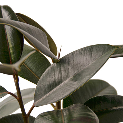 Ficus Elastica Burgundy Plant