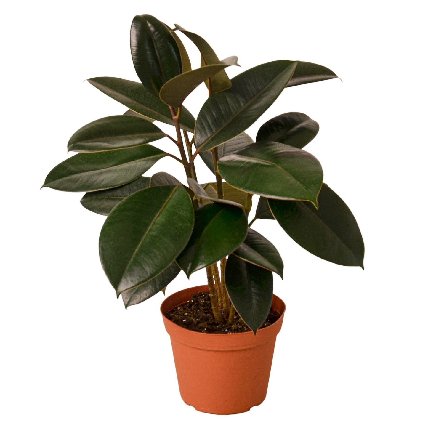 Ficus Elastica Burgundy Plant