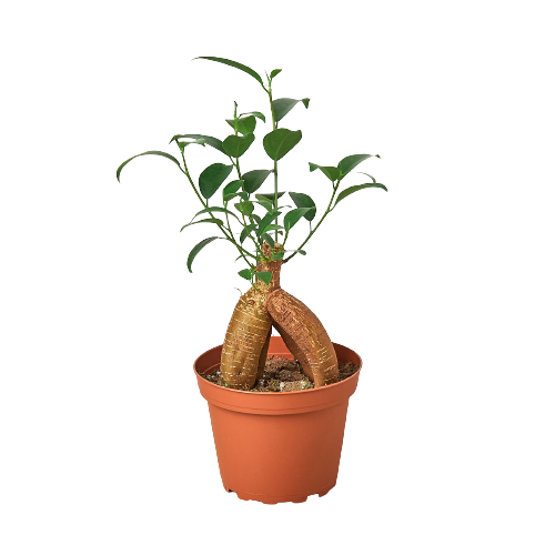 Ficus Ginseng