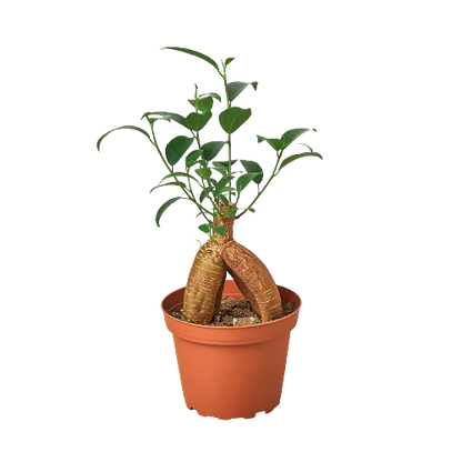 Ficus Ginseng