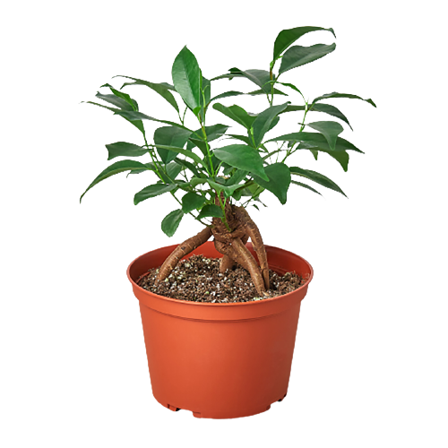 Ficus Ginseng