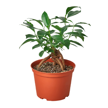 Ficus Ginseng