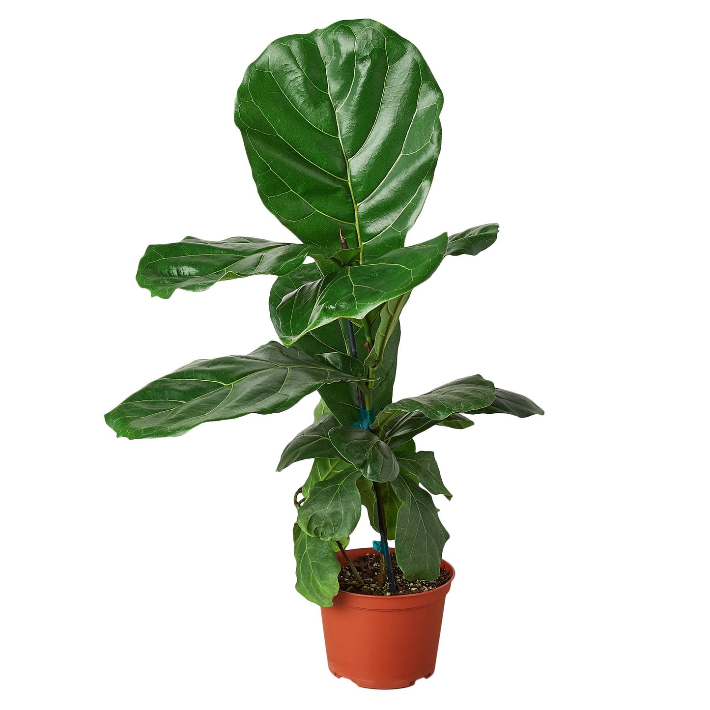 Ficus Lyrata Fiddle Leaf Fig