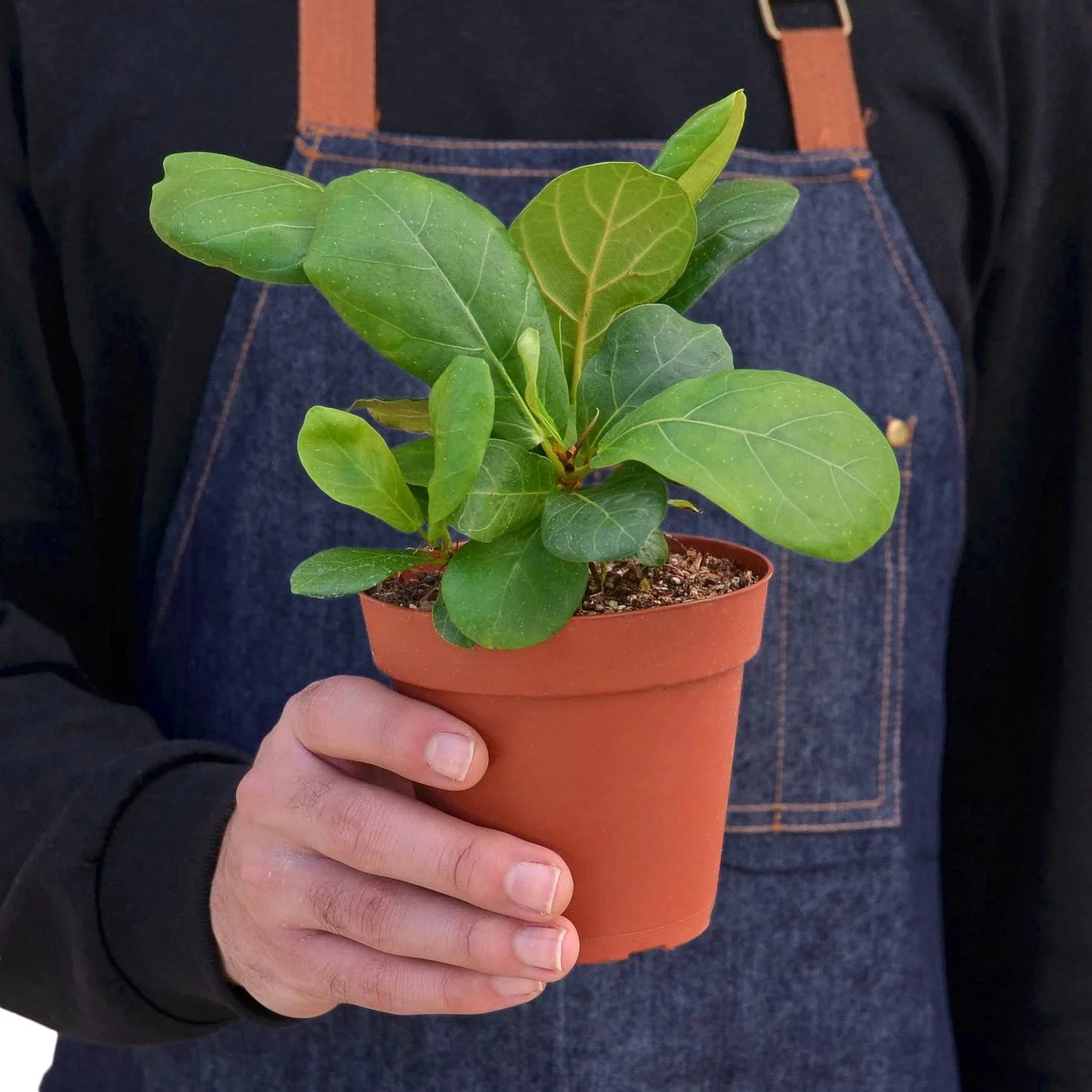 Ficus Lyrata Fiddle Leaf Fig