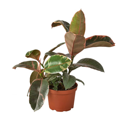 Ficus Elastica Ruby Pink