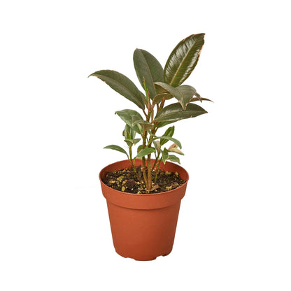 Ficus Elastica Tineke