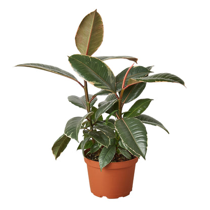 Ficus Elastica Tineke