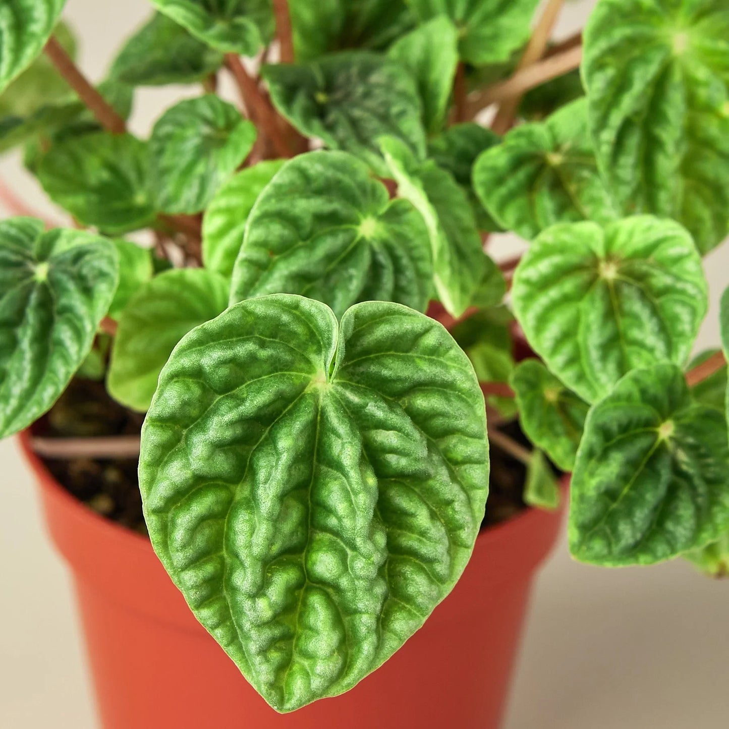 Peperomia Ripple