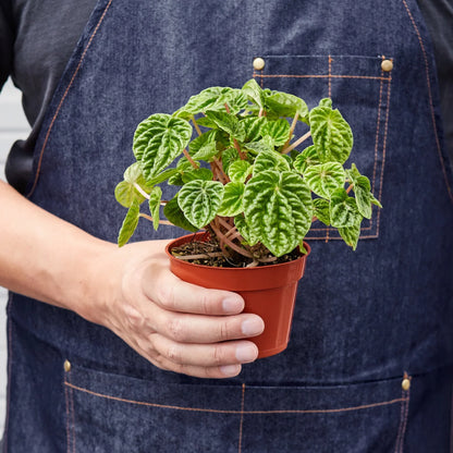 Peperomia Ripple