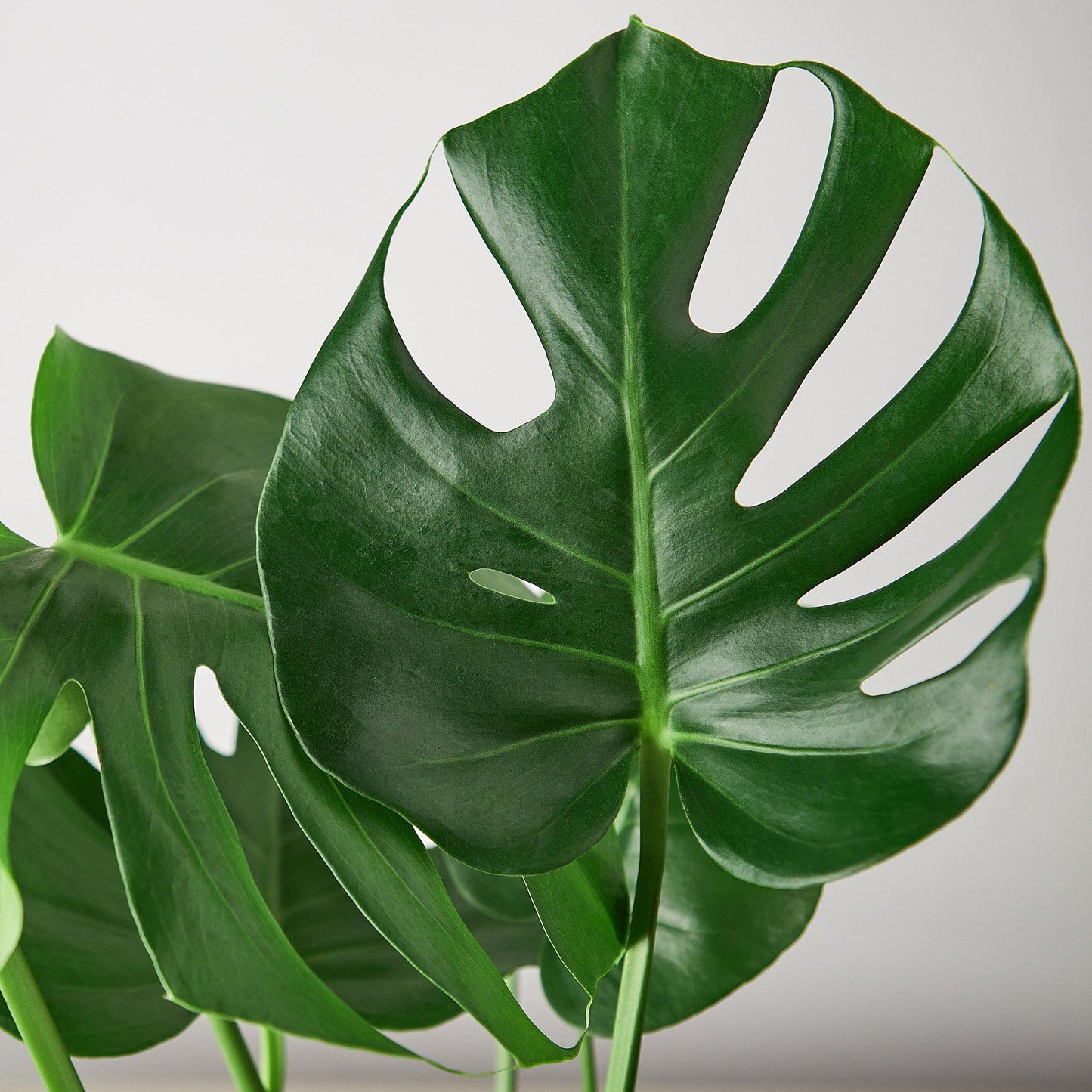 Live Monstera Plant Philodendron Split Leaf Potted House Plant Common Indoor Plant