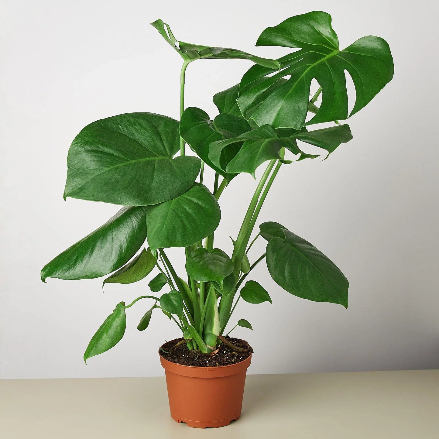 Live Monstera Plant Philodendron Split Leaf Potted House Plant Common Indoor Plant