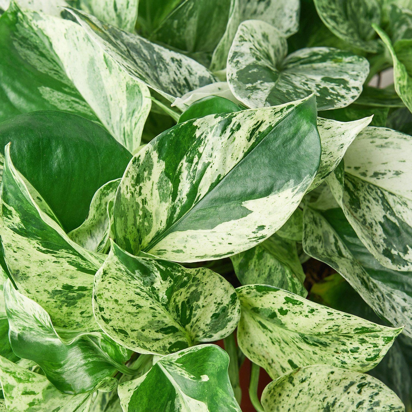 Marble Queen Pothos Plant Live Variegated Pothos Rare House Plant Hanging Indoor Plant Vining Plant Rooted Pothos in Pot XXL Pothos Aquarium