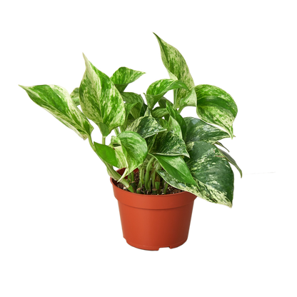 Marble Queen Pothos Plant Live Variegated Pothos Rare House Plant Hanging Indoor Plant Vining Plant Rooted Pothos in Pot XXL Pothos Aquarium