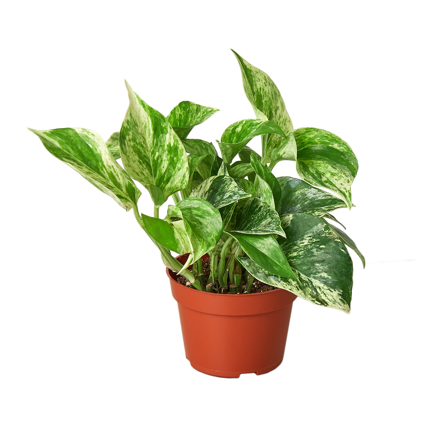 Marble Queen Pothos Plant Live Variegated Pothos Rare House Plant Hanging Indoor Plant Vining Plant Rooted Pothos in Pot XXL Pothos Aquarium