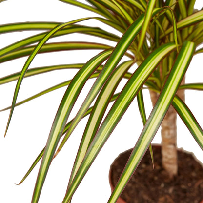 Dracaena Marginata Sunshine