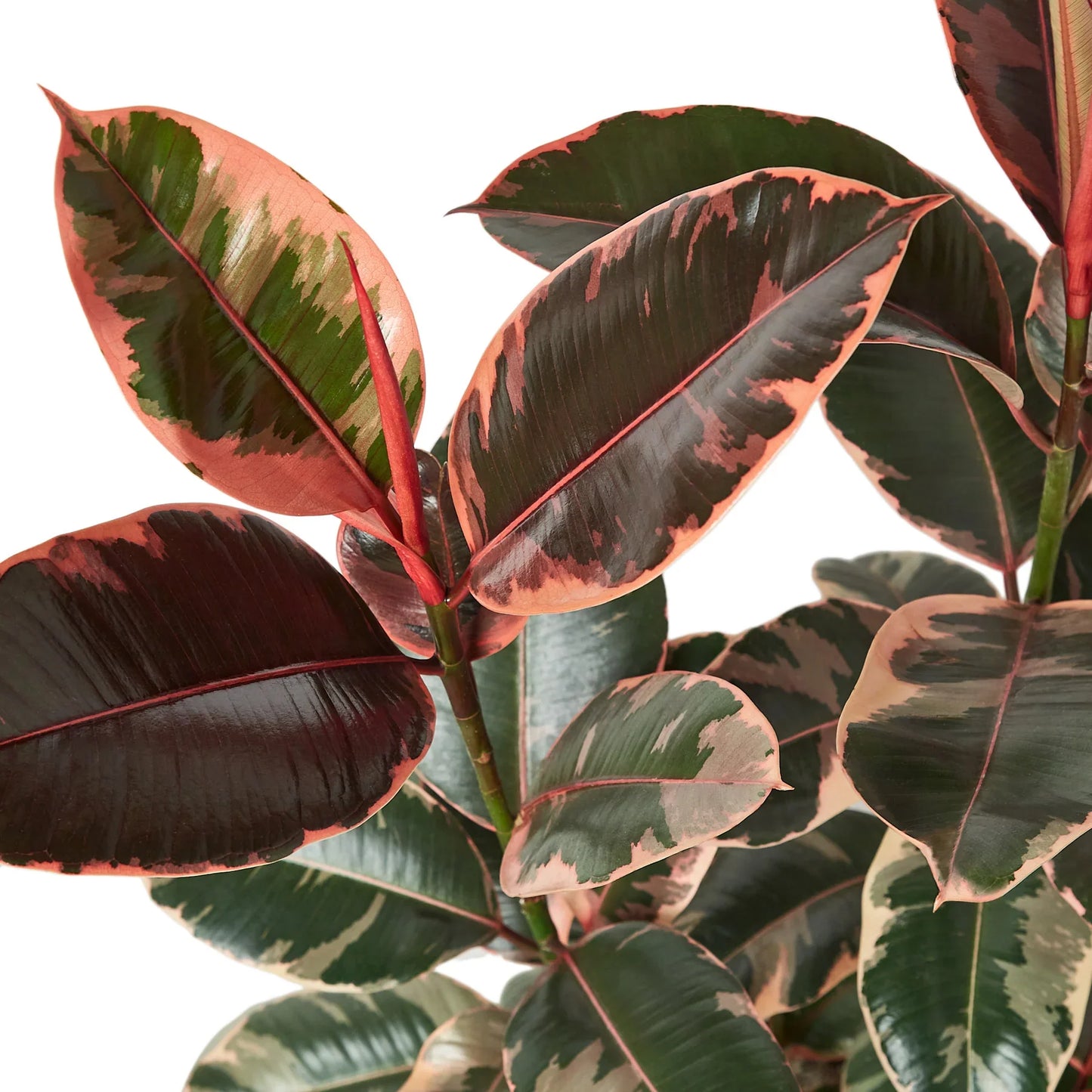 Ficus Elastica Ruby Pink