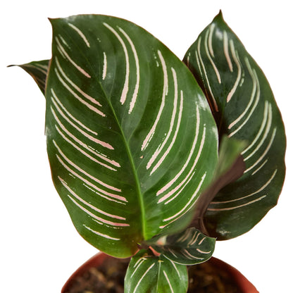 Calathea Ornata