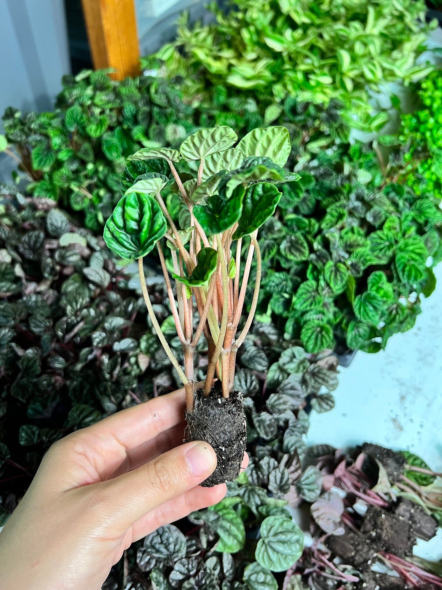 Ripple Peperomia Emerald Green Rooted Starter Live Plant Modern House Plants Gift for Plant Lover Green Unique House Plants