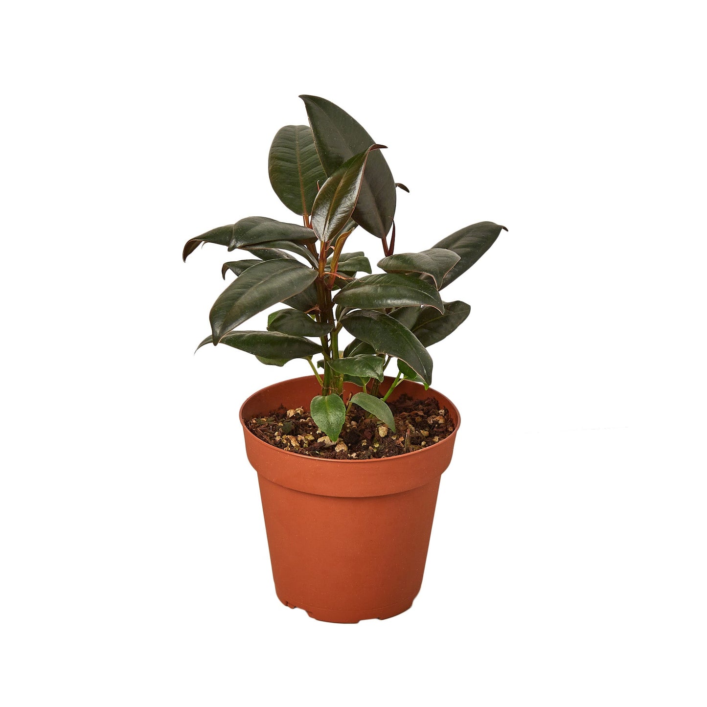 Ficus Elastica Burgundy Plant