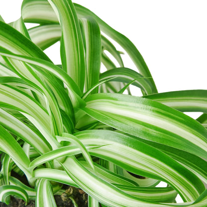 Spider Plant Bonnie Plant Live House Plant Curly Cool House Plants