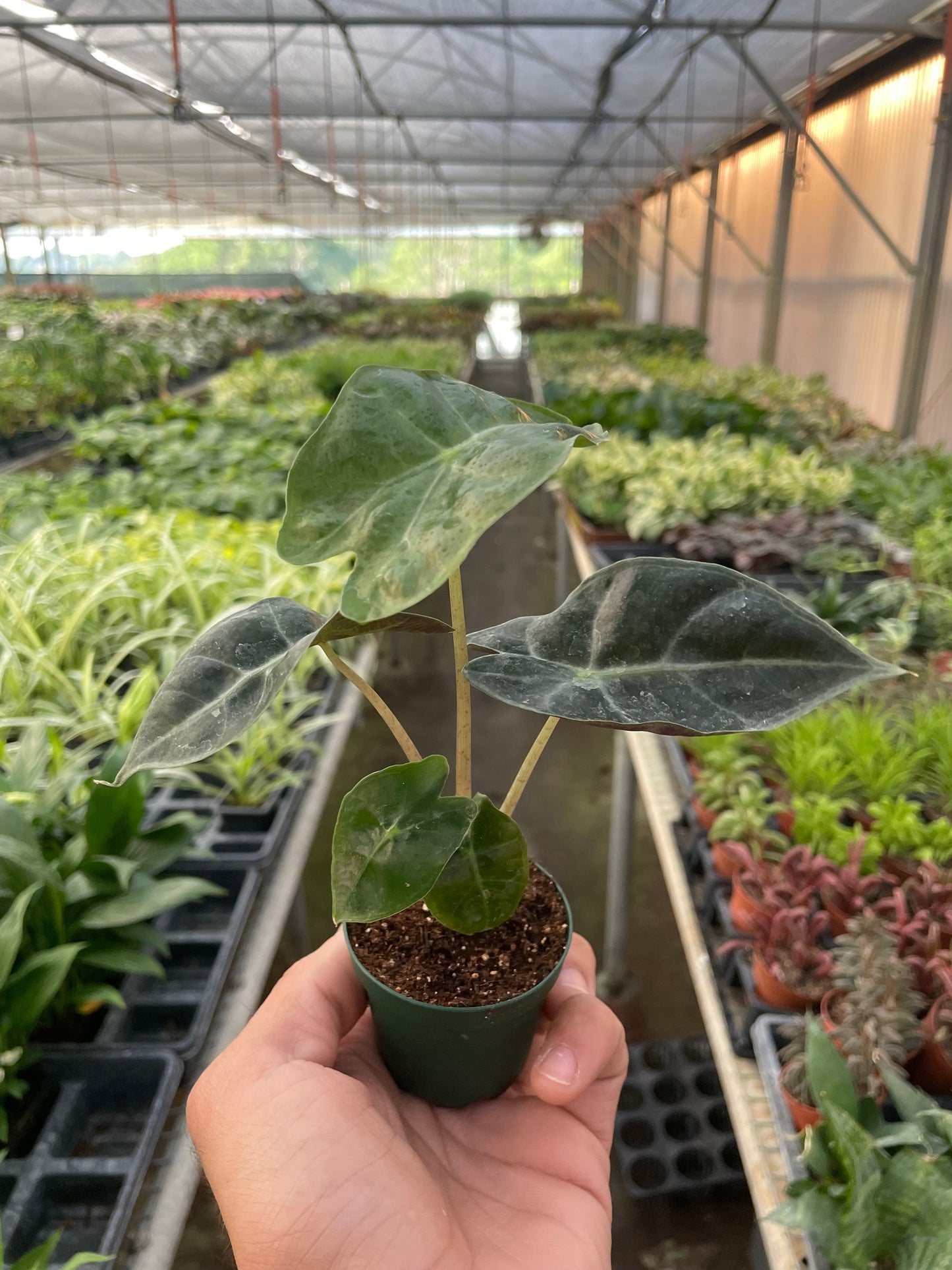 Alocasia Polly African Mask