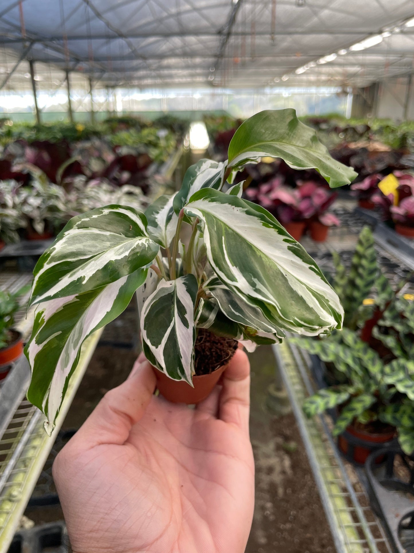 Calathea White Fusion