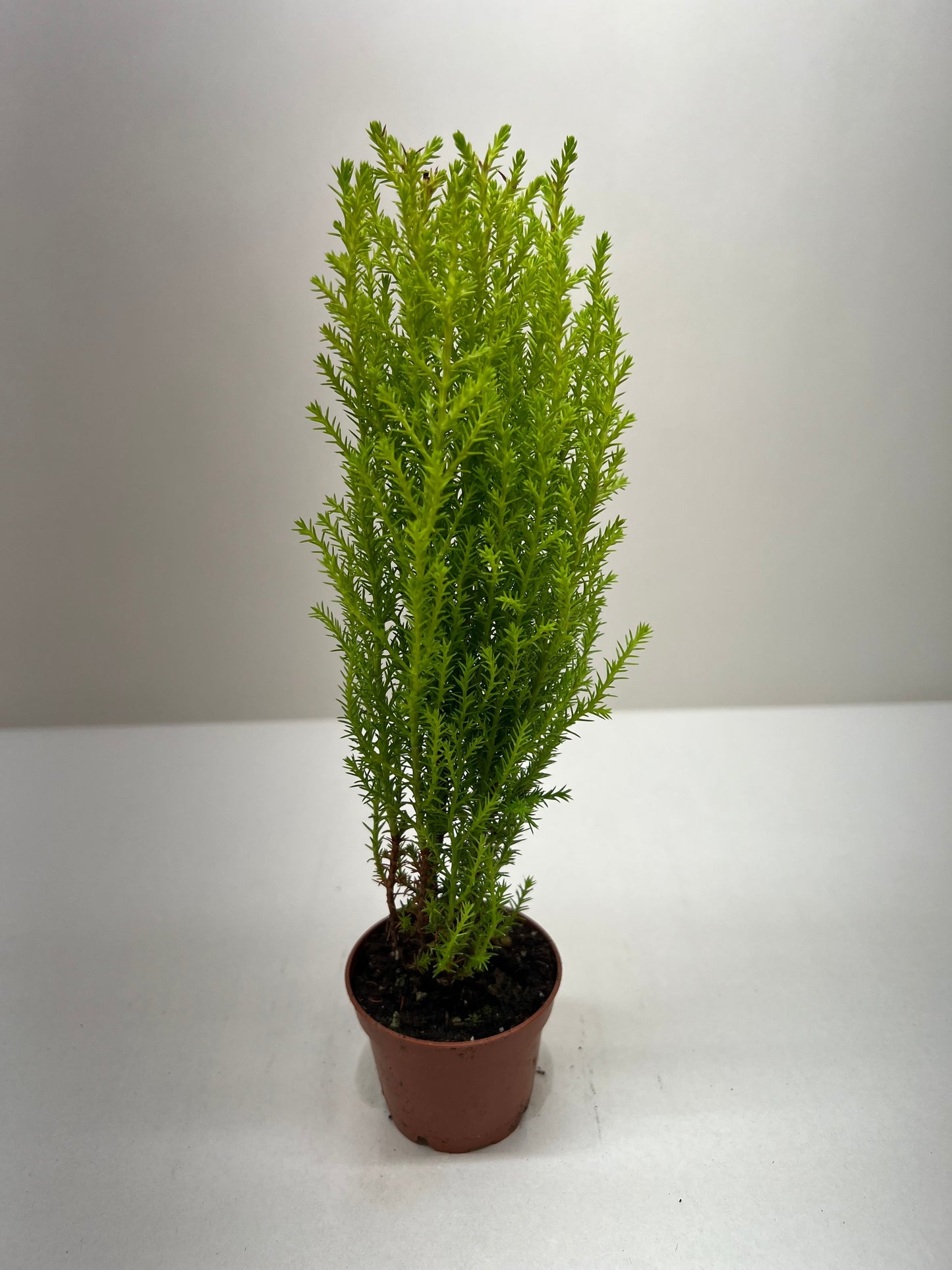 Cypress Lemon Tree Live Christmas House Plant