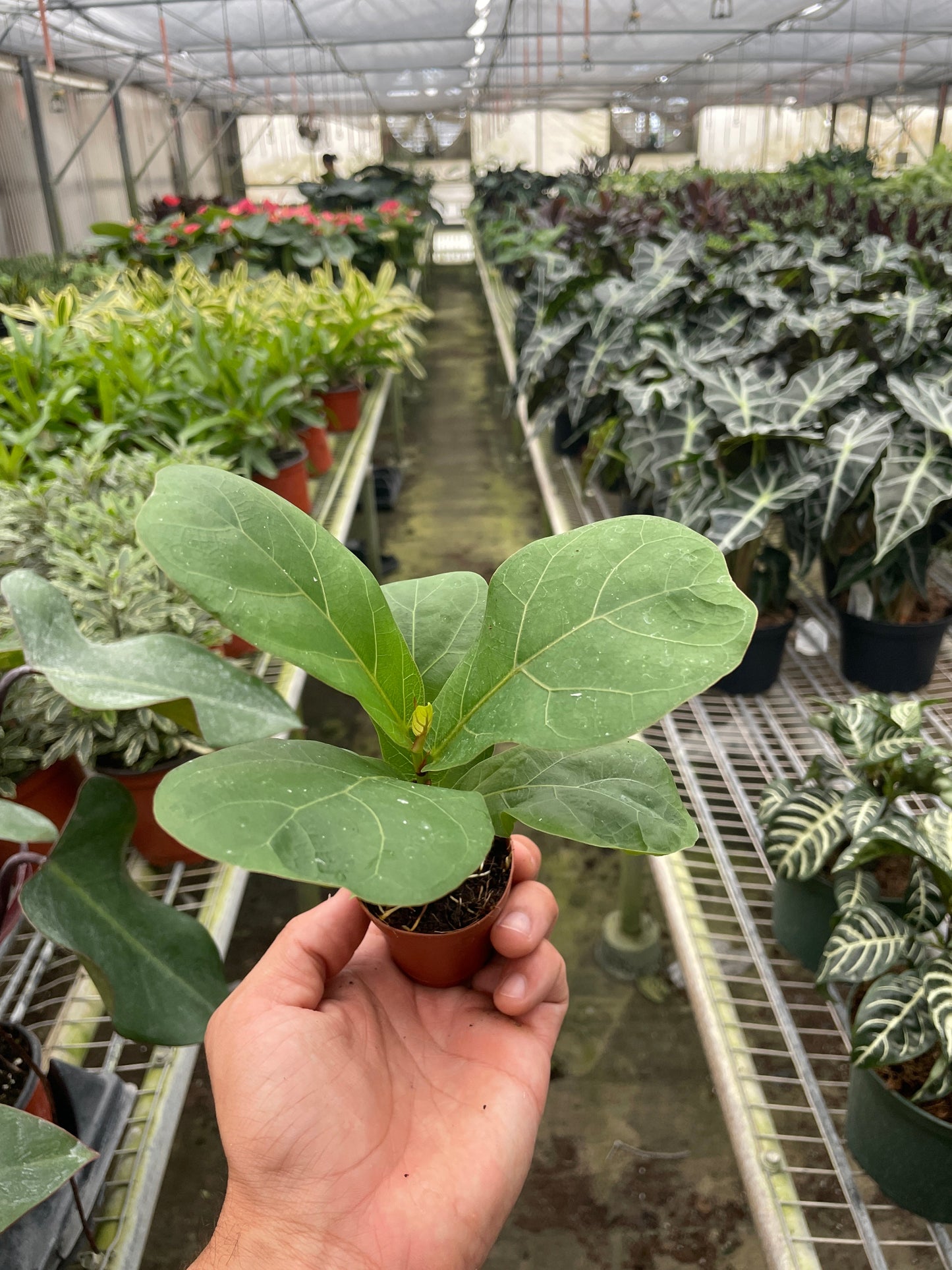 Ficus Lyrata Fiddle Leaf Fig