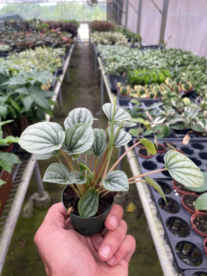 Peperomia Frost