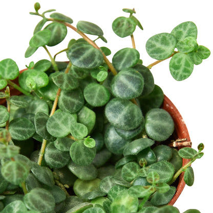 Peperomia Prostrata String of Turtles Plant Live House Plant Hanging Indoor Plant Vining Succulent