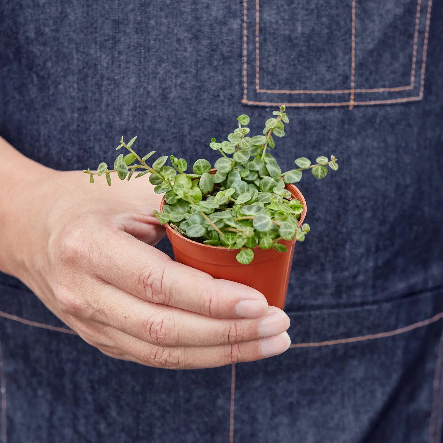 Peperomia Prostrata String of Turtles Plant Live House Plant Hanging Indoor Plant Vining Succulent