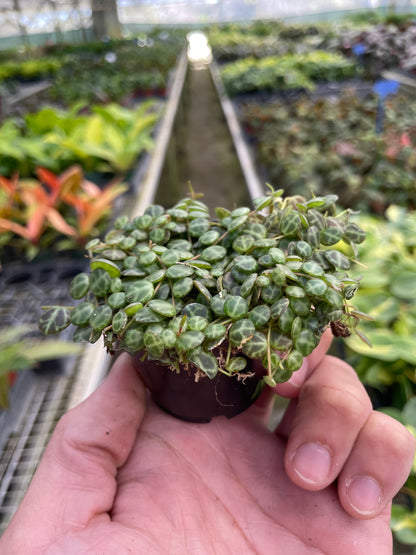 Peperomia Prostrata String of Turtles Plant Live House Plant Hanging Indoor Plant Vining Succulent