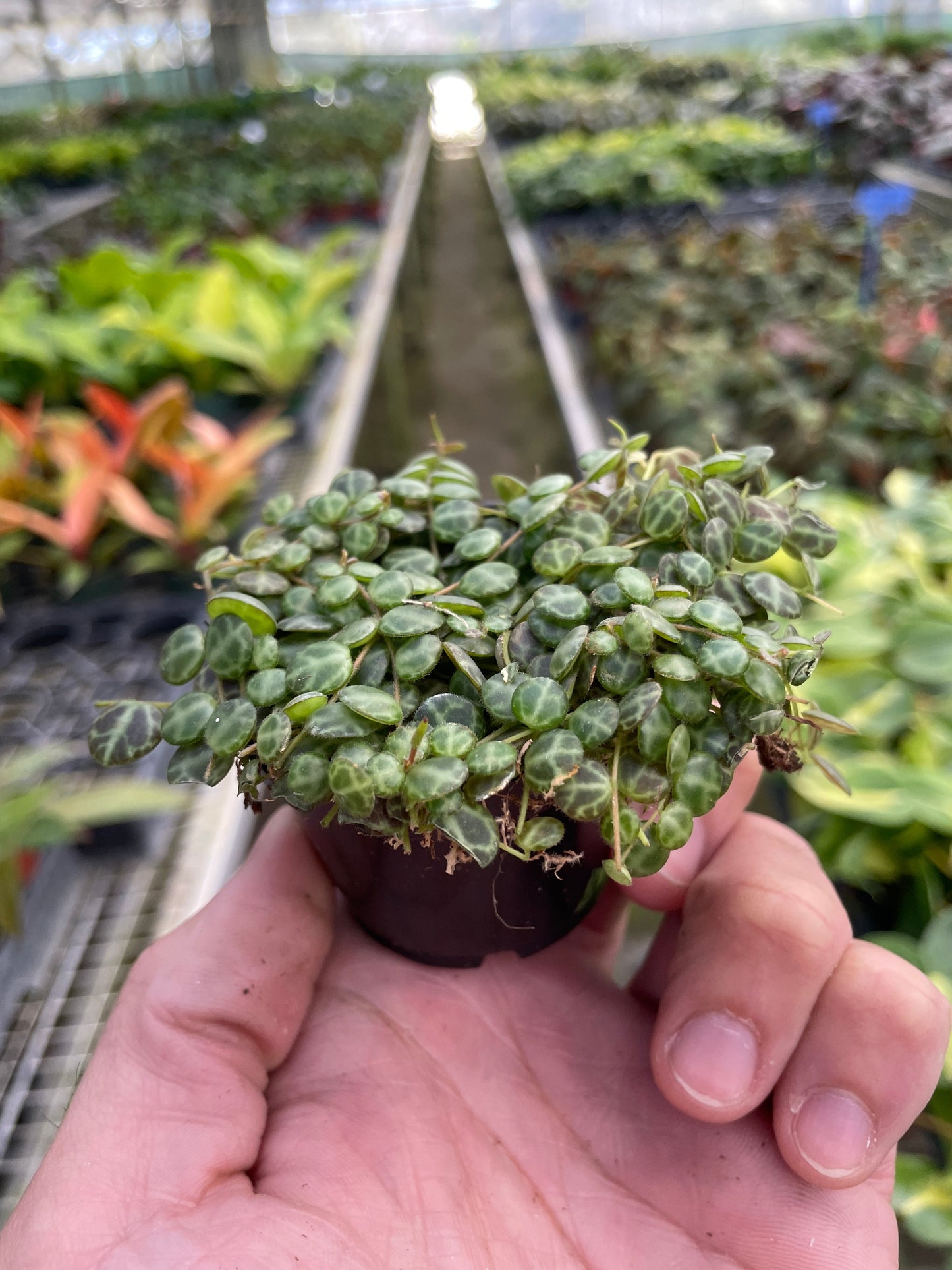 Peperomia Prostrata String of Turtles Plant Live House Plant Hanging Indoor Plant Vining Succulent