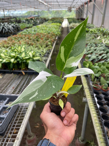 Philodendron White Princess