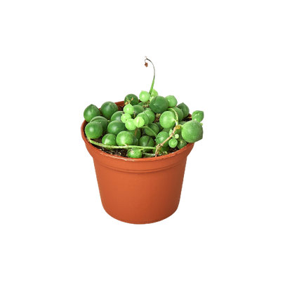 Succulent String of Pearls Plant Live House Plant Hanging Indoor Plant Vining Succulent