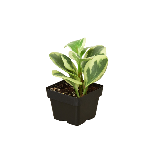 Peperomia Marble Plant Live Variegated Peperomia House Plant