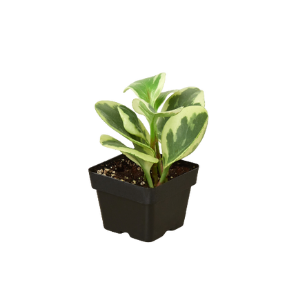 Peperomia Marble Plant Live Variegated Peperomia House Plant