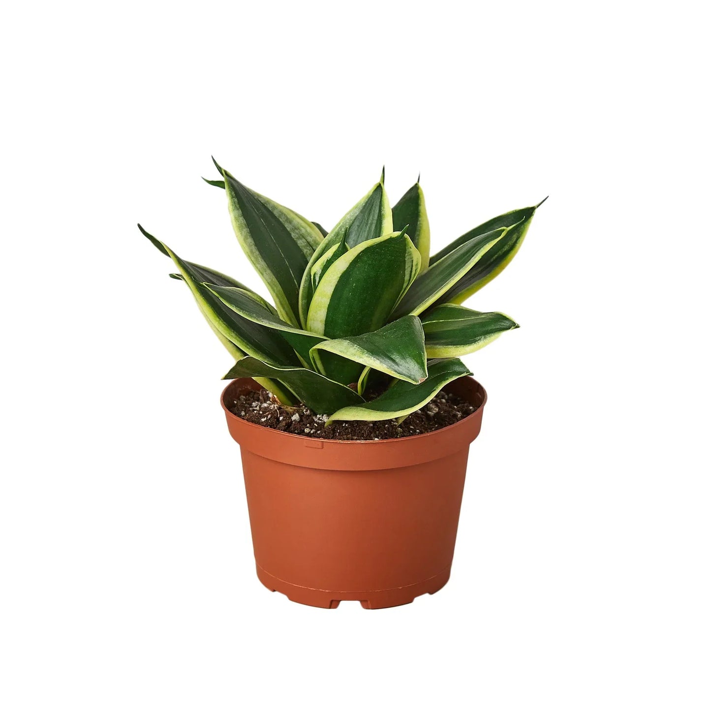 Snake Plant Black Gold Plant Live House Plant Low Maintenance Easy Care Low Light Air Purifying Plant Air Cleaning Live Indoor