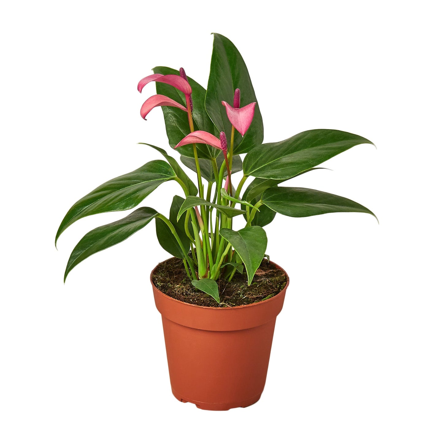 Anthurium Purple Plant Live Anthurium Plant Tropical House Plant Rare Indoor Plant