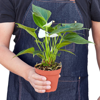 Anthurium White Plant Live Anthurium Plant Tropical House Plant Rare Indoor Plant