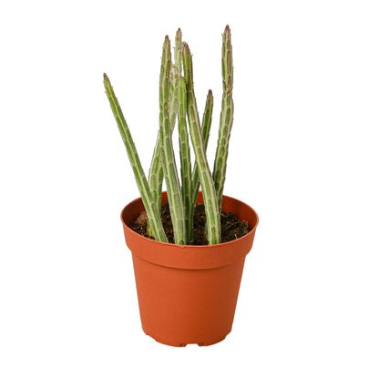 Pickle Plant Cactus Senecio Stapeliiformis Live Cactus House Plant Low Maintenance Indoor Plant