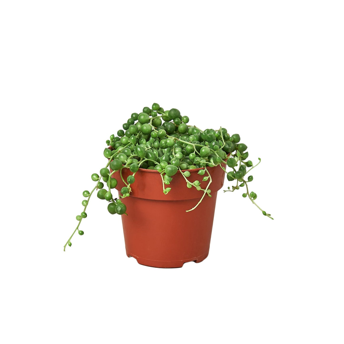 Succulent String of Pearls Plant Live House Plant Hanging Indoor Plant Vining Succulent