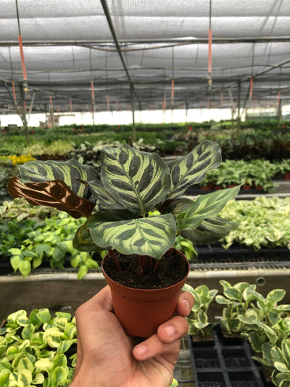 Calathea Makoyana