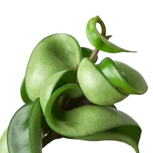 Hoya Rope Plant Live House Plant Trending Indoor Plants