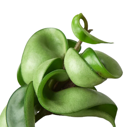 Hoya Rope Plant Live House Plant Trending Indoor Plants