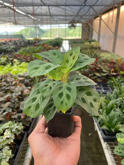 Maranta Leuconeura