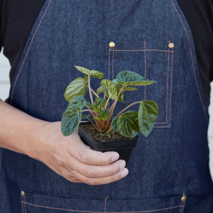 Peperomia Ripple